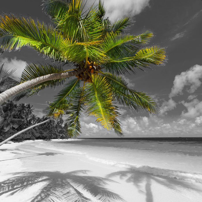 riesige Palme über Strand, Glasbild Quadratisch