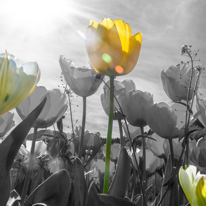 wunderschöne Tulpenwiese, Glasbild Quadratisch