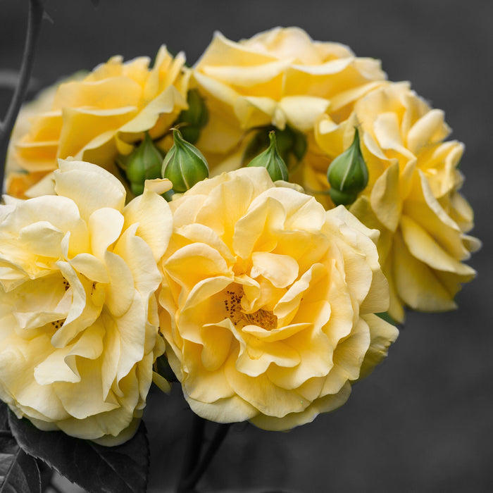 Schöne gelbe Rosenblüten, Glasbild Quadratisch