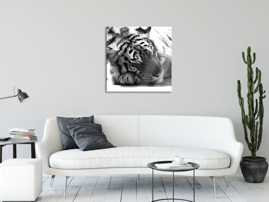 Verschlafener prächtiger Tiger, Glasbild Quadratisch