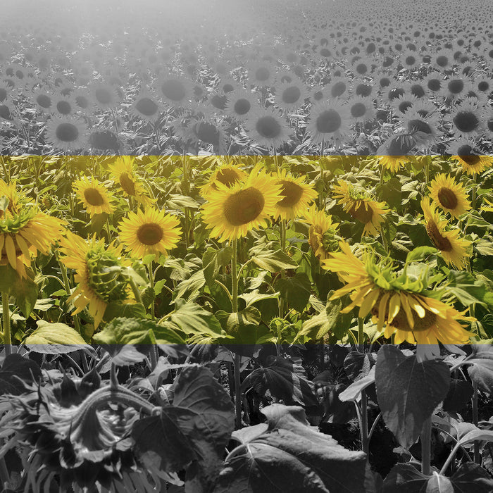 Wunderschönes Sonnenblumenfeld, Glasbild Quadratisch