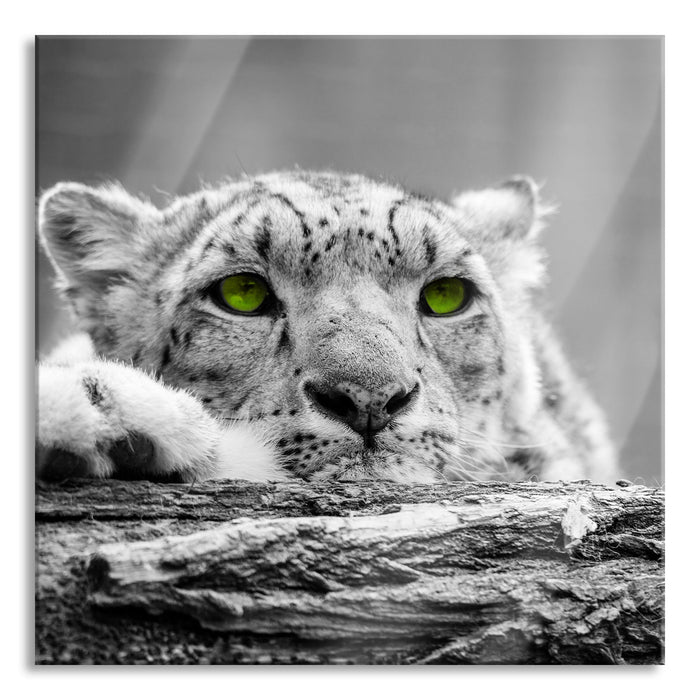 Pixxprint Schöner Gepard mit grünen Augen, Glasbild Quadratisch