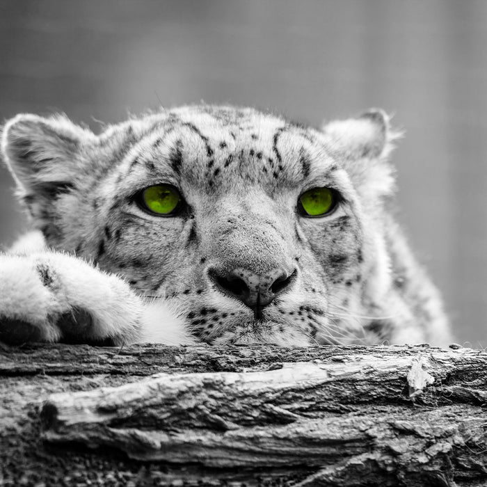 Schöner Gepard mit grünen Augen, Glasbild Quadratisch