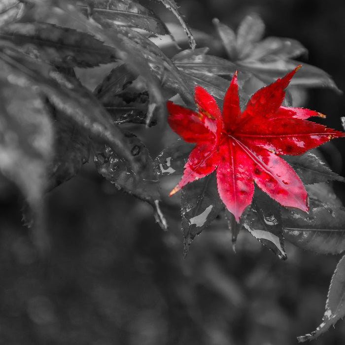 Herbstliches rotes Ahornblatt, Glasbild Quadratisch