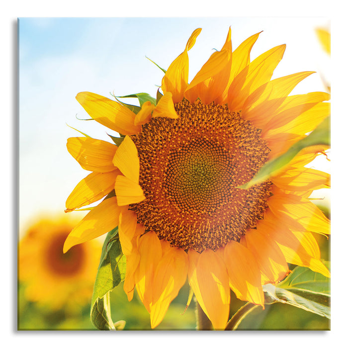 Pixxprint Sonnenblumenfeld SonnenblumeSonne, Glasbild Quadratisch