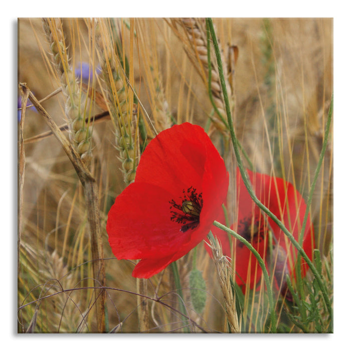 Pixxprint Mohnblumen im Getreidefeld, Glasbild Quadratisch