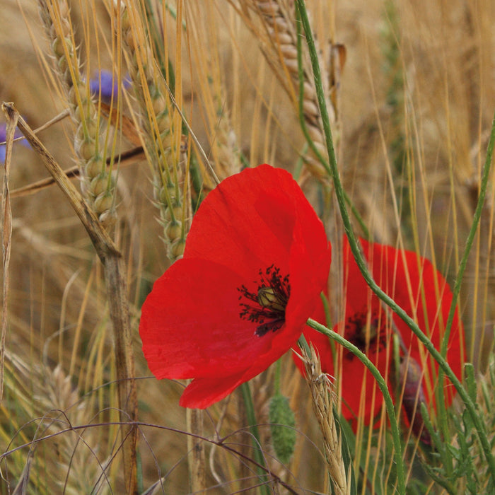 Mohnblumen im Getreidefeld, Glasbild Quadratisch