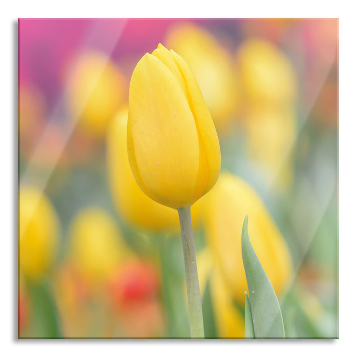 Pixxprint Gelbe Tulpen im Frühling, Glasbild Quadratisch