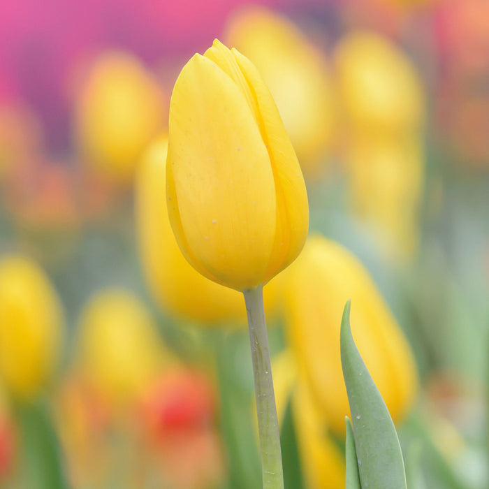 Gelbe Tulpen im Frühling, Glasbild Quadratisch