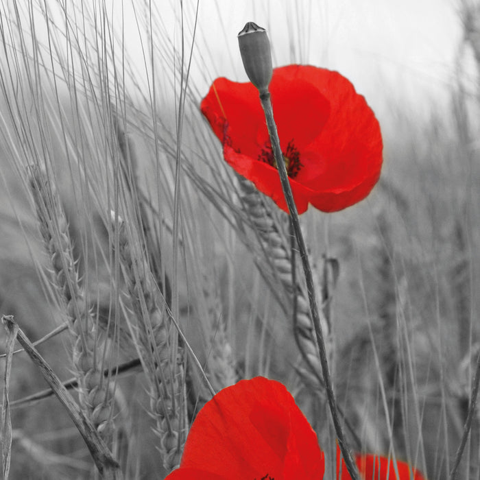 einzelne Mohnblumen im Getreidefeld, Glasbild Quadratisch