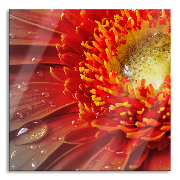 Pixxprint Gerbera mit Wassertropfen, Glasbild Quadratisch