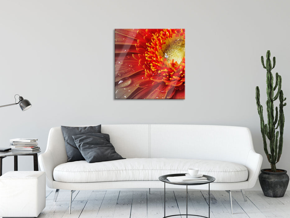 Gerbera mit Wassertropfen, Glasbild Quadratisch