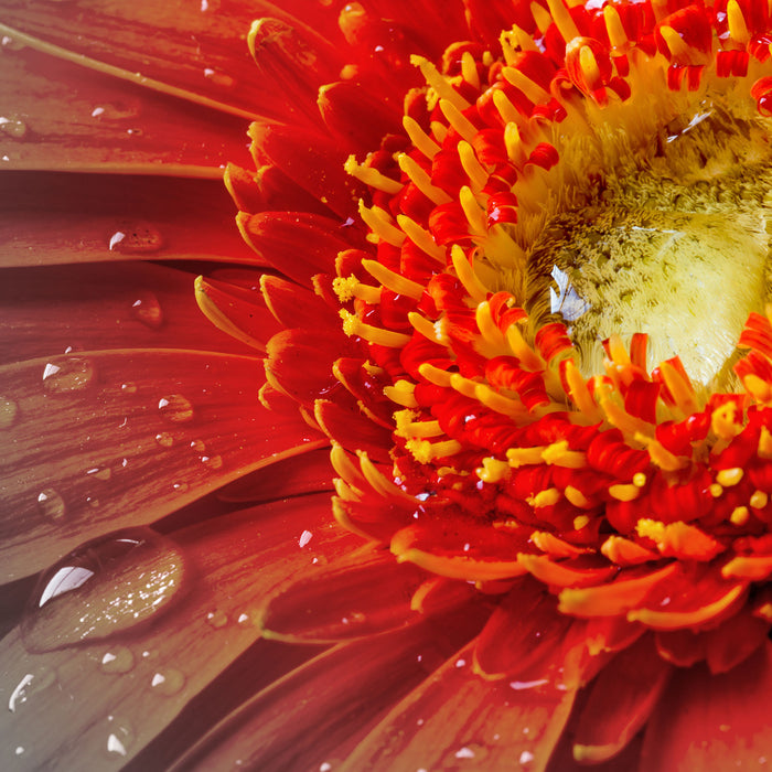 Gerbera mit Wassertropfen, Glasbild Quadratisch