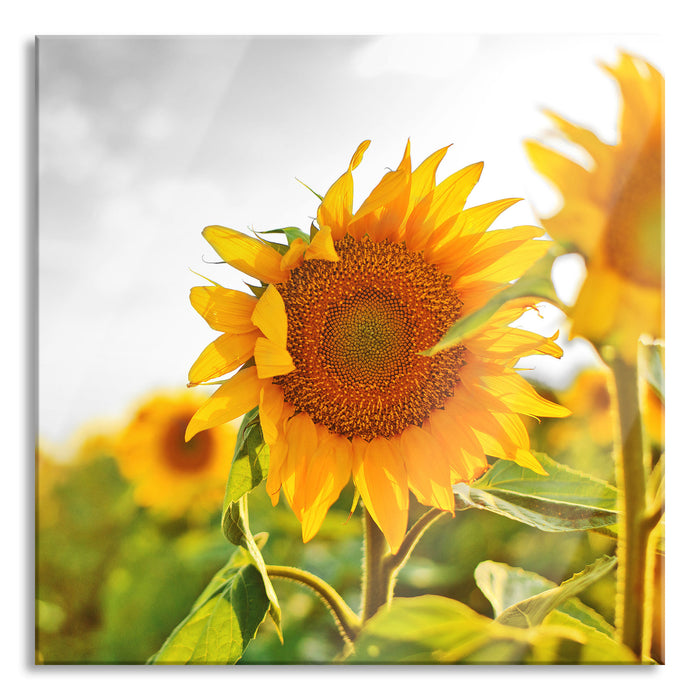 Pixxprint Nahaufnahme einer Sonnenblume, Glasbild Quadratisch