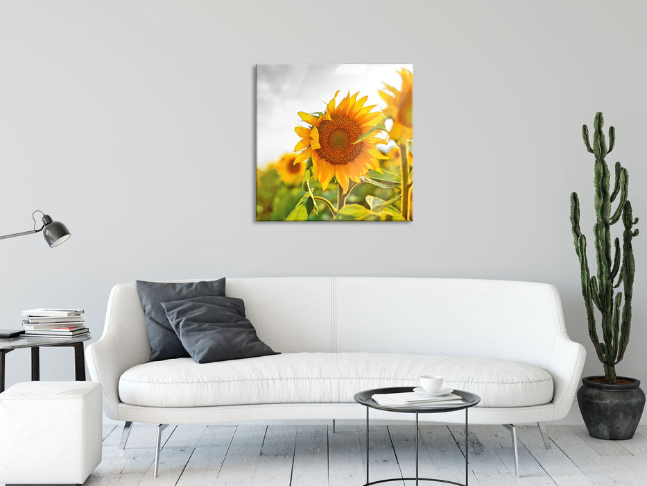 Nahaufnahme einer Sonnenblume, Glasbild Quadratisch