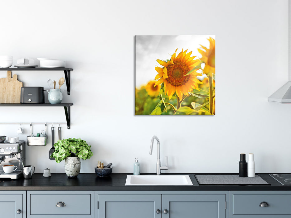 Nahaufnahme einer Sonnenblume, Glasbild Quadratisch