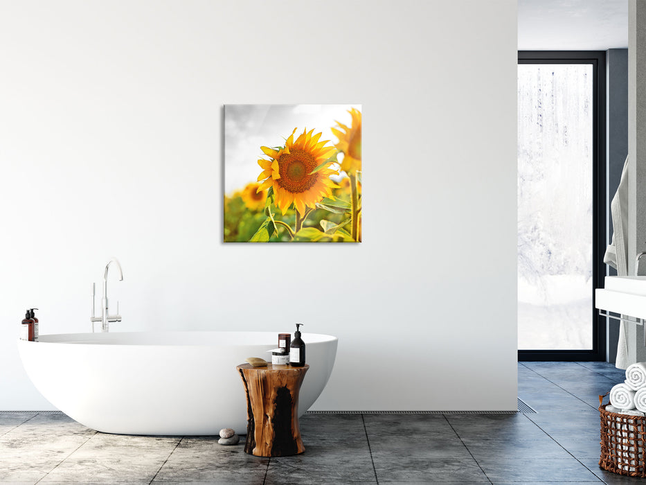 Nahaufnahme einer Sonnenblume, Glasbild Quadratisch