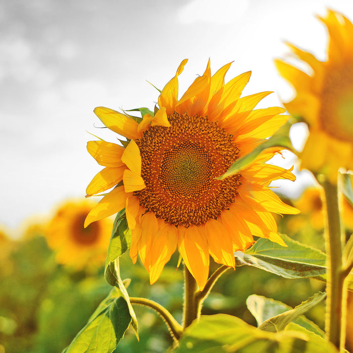 Nahaufnahme einer Sonnenblume, Glasbild Quadratisch