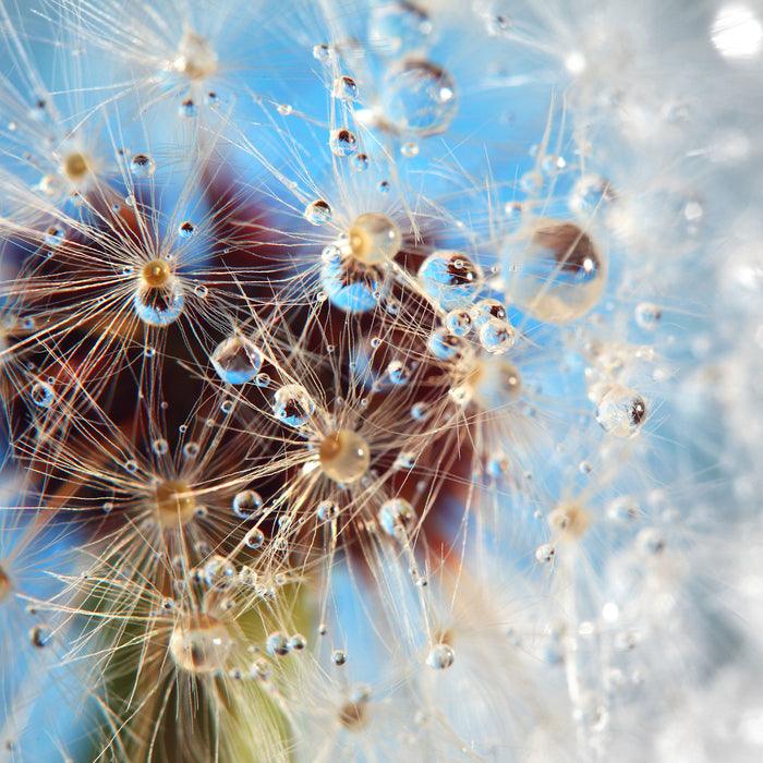 Tropfen an Pusteblume abstrakt, Glasbild Quadratisch