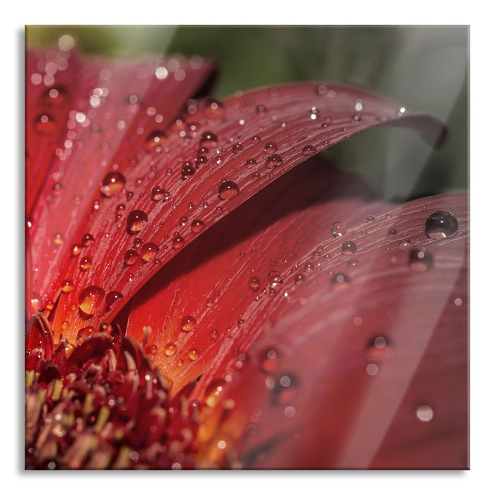 Pixxprint Gerbera Blüte, Glasbild Quadratisch