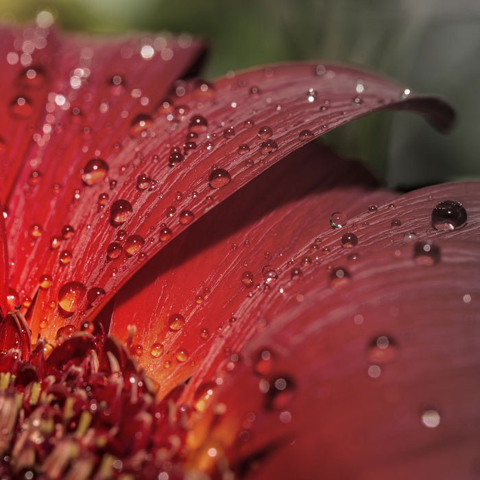 Gerbera Blüte, Glasbild Quadratisch