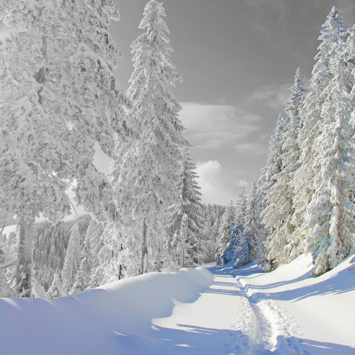 Winterlandschaft mit Bäumen, Glasbild Quadratisch