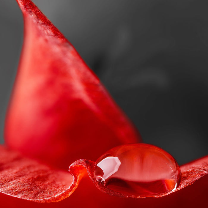 roter Tropfen auf Rosenblüte, Glasbild Quadratisch