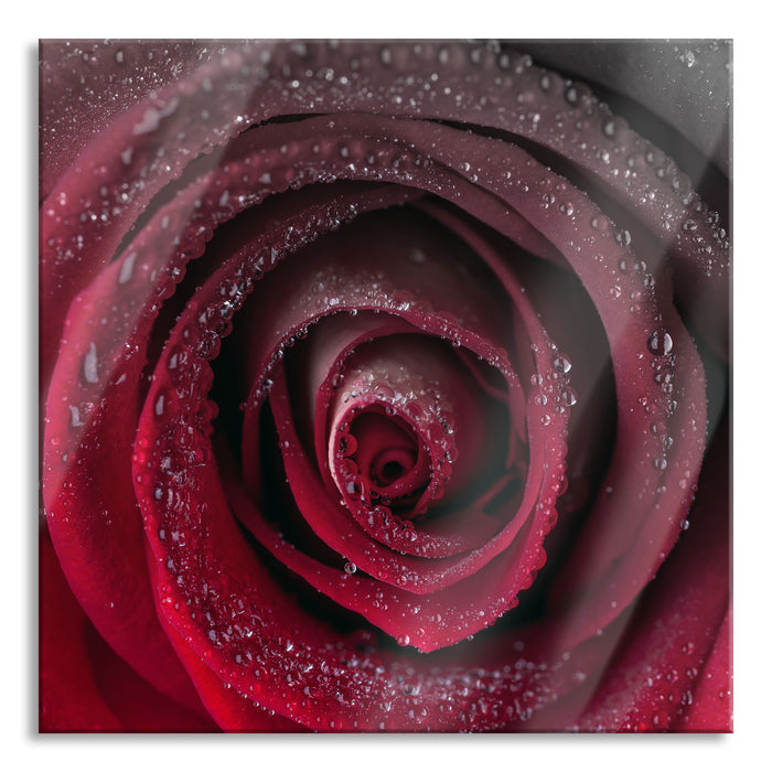 Pixxprint Rote zarte Rosenblüte, Glasbild Quadratisch