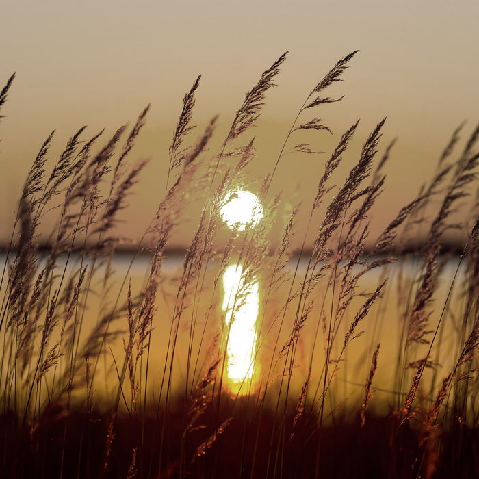 Gräser bei Sonnenuntergang, Glasbild Quadratisch