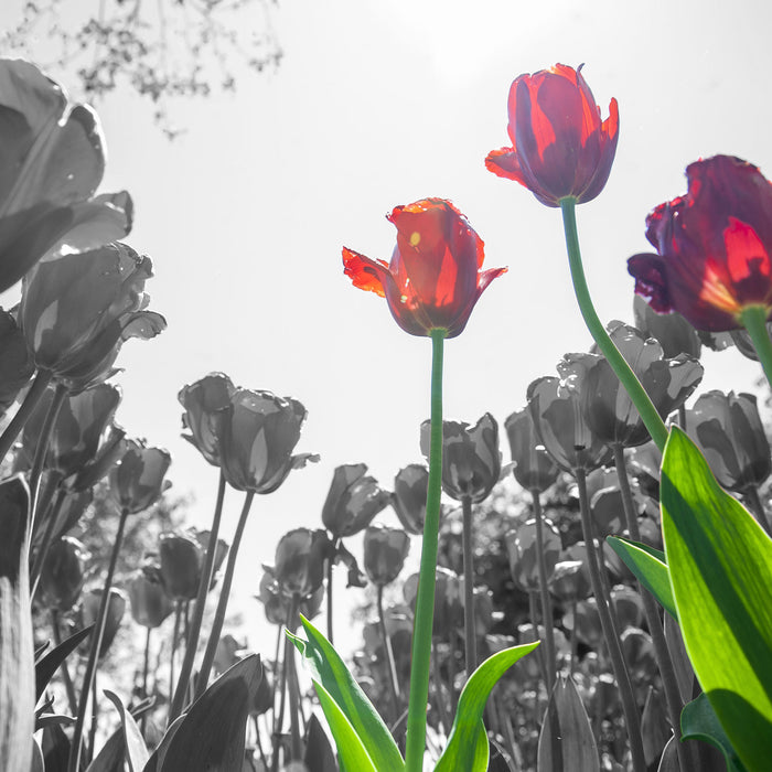 Tulpenfeld Froschperspektive, Glasbild Quadratisch