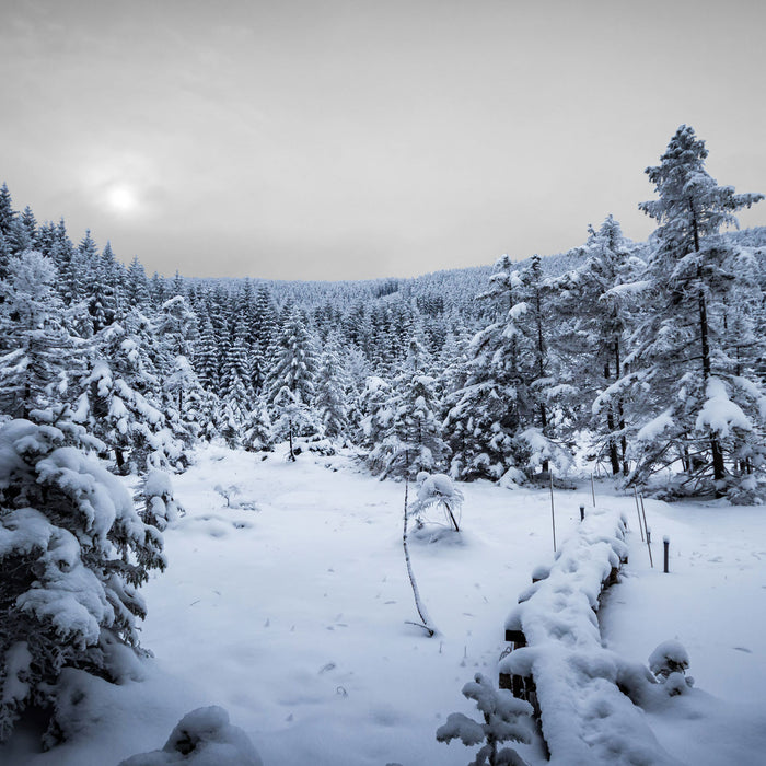 Wald im verschneiten Winter, Glasbild Quadratisch