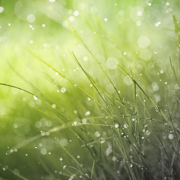 Nahaufnahme Wiese bei Regen, Glasbild Quadratisch