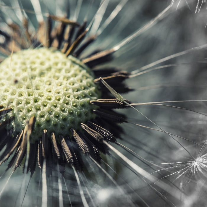 Nahaufnahme einer Pusteblume, Glasbild Quadratisch