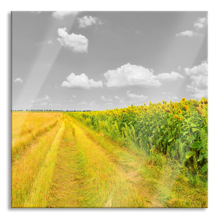 Pixxprint Feldweg Sonnenblumen, Glasbild Quadratisch