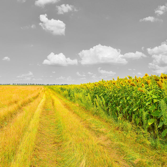 Feldweg  Sonnenblumen, Glasbild Quadratisch