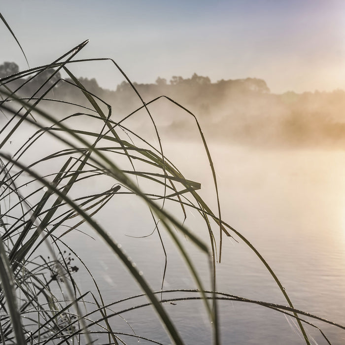 Schneidegras am See, Glasbild Quadratisch