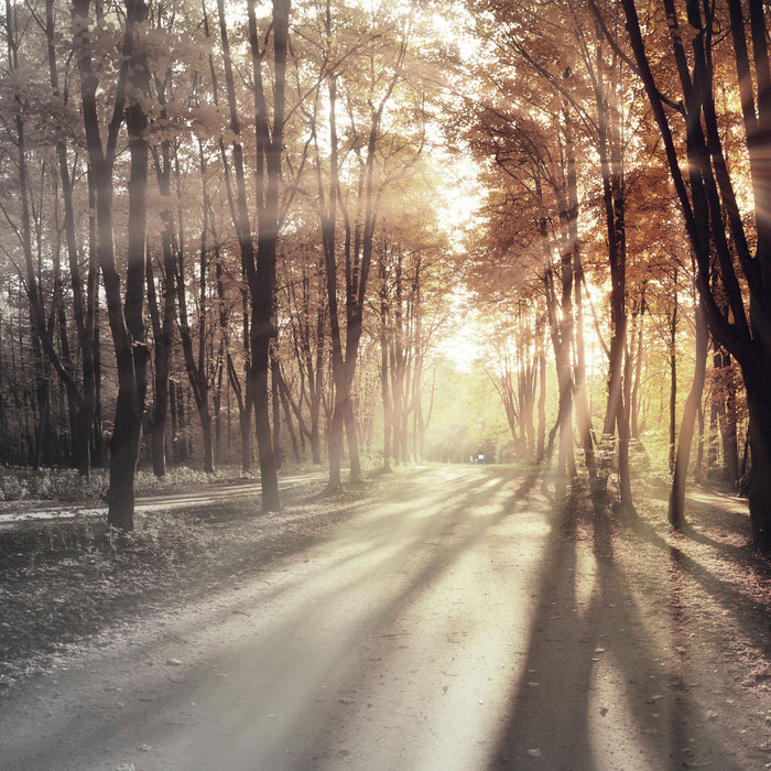 Allee im Herbstlicht, Glasbild Quadratisch