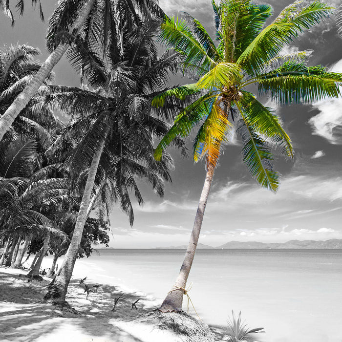wunderschöner Strand mit Palmen, Glasbild Quadratisch