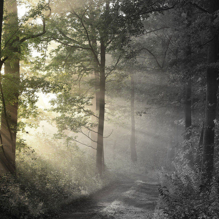 Waldweg im Grünen, Glasbild Quadratisch