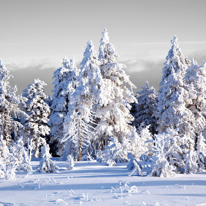 Winter Wunderland, Glasbild Quadratisch