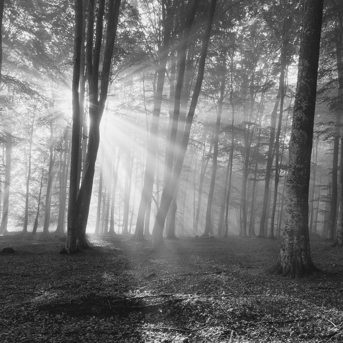 Wald mit Sonnenstrahlen, Glasbild Quadratisch