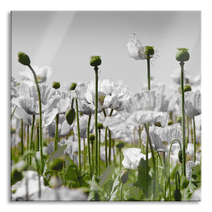 Pixxprint Blumenwiese Mohnblumen, Glasbild Quadratisch