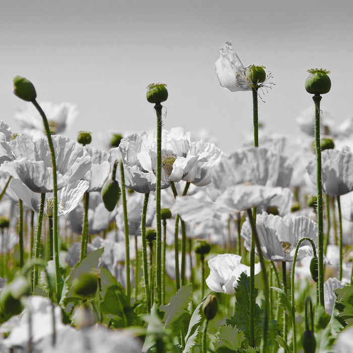 Blumenwiese Mohnblumen, Glasbild Quadratisch