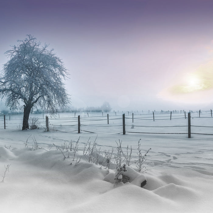 Baum in Winterlandschaft, Glasbild Quadratisch