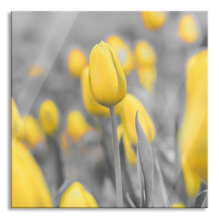 Pixxprint Gelbes Tulpenmeer, Glasbild Quadratisch