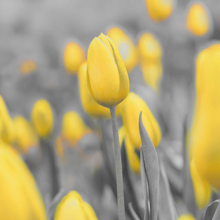 Gelbes Tulpenmeer, Glasbild Quadratisch