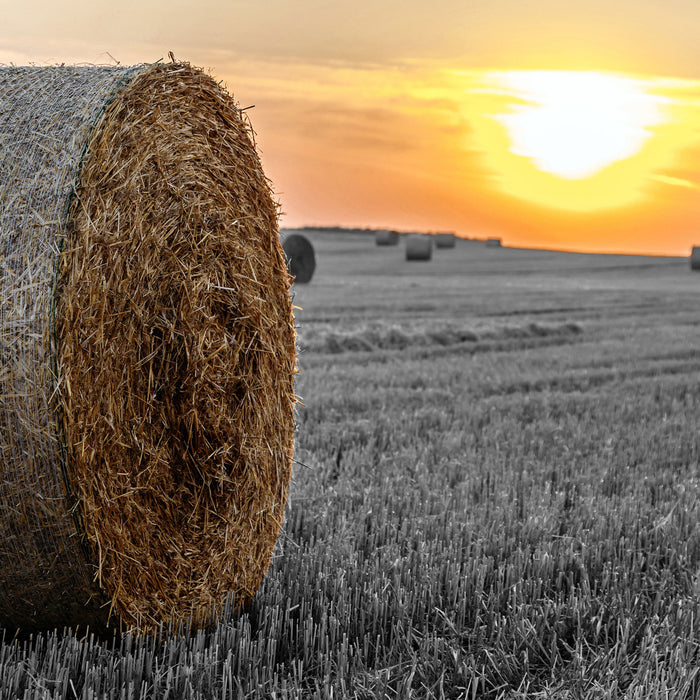 Strohballen auf Feld, Glasbild Quadratisch