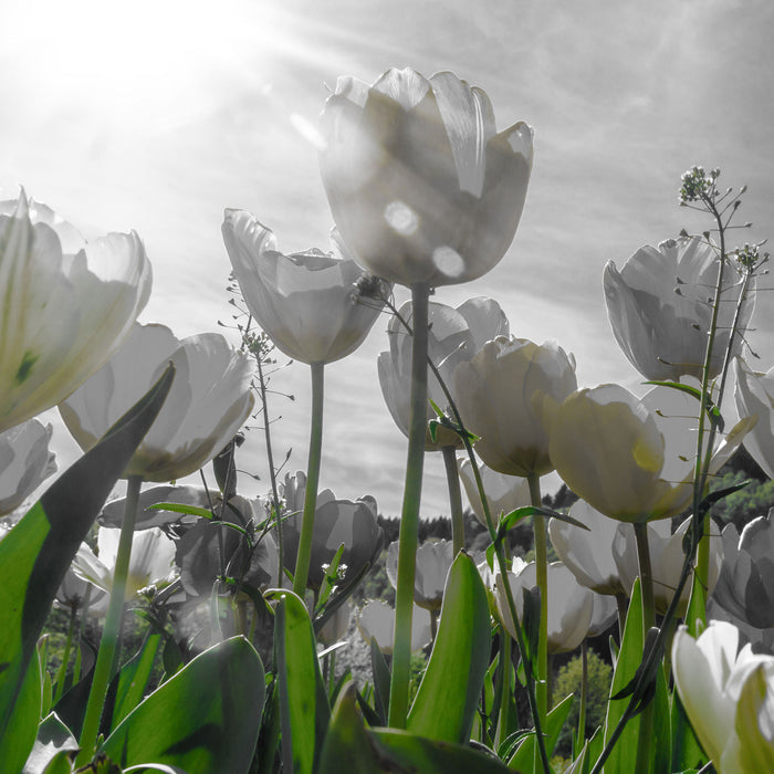 wunderschöne Tulpenwiese, Glasbild Quadratisch