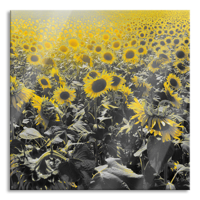 Pixxprint Wunderschönes Sonnenblumenfeld, Glasbild Quadratisch