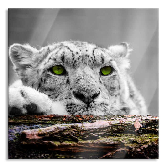 Pixxprint Schöner Gepard mit grünen Augen, Glasbild Quadratisch